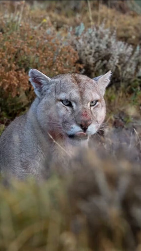 cr5cv NpTsT1oBwh.jpg