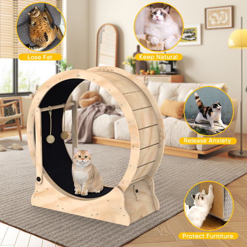 猫滚轮2.png