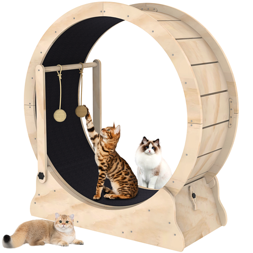 猫滚轮1.png