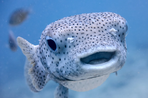 opera CcWyX0N6uG.png