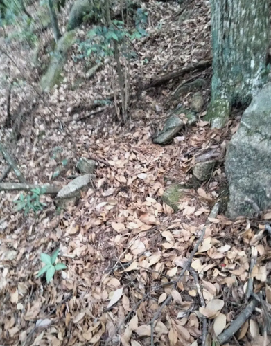 Screenshot 2025 06 11 12 11 49 497 com.zhihu.android.png