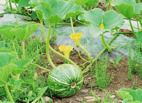 50 organic pumpkin kaddu kolu gu.jpg