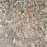 0ee7c36e cab9 4767 9480 94ab62974aa2.png