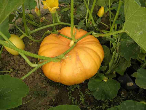 220 pumpkin seeds for agricultur.jpg
