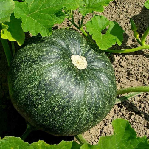 20 green pumpkin seeds jd agro o.jpg