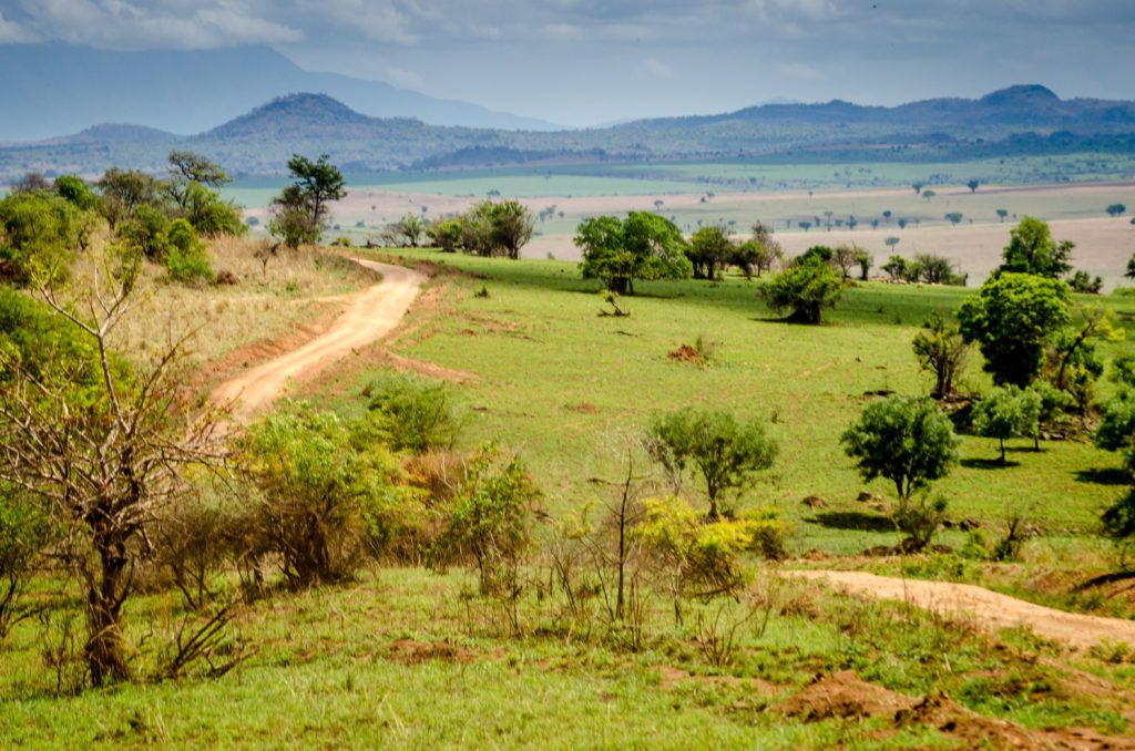 Kidepo Wildlife