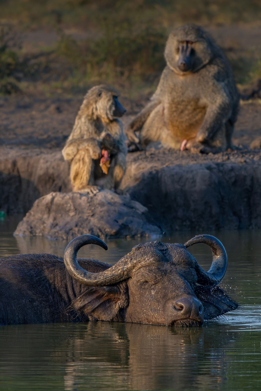 Lake Mburo Wildlife