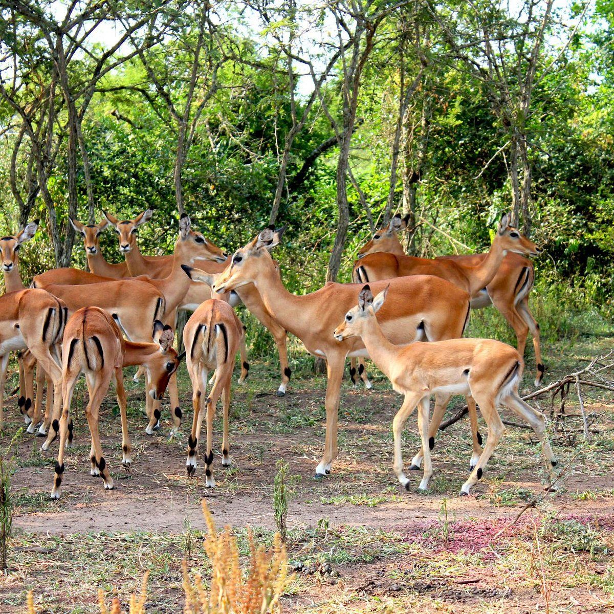 Lake Mburo Boat Safari