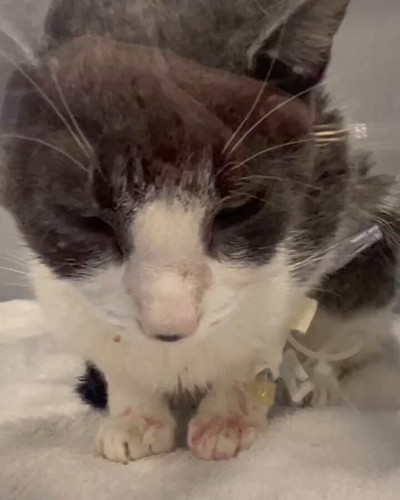 WyzoN950EL2KZ 15.jpg