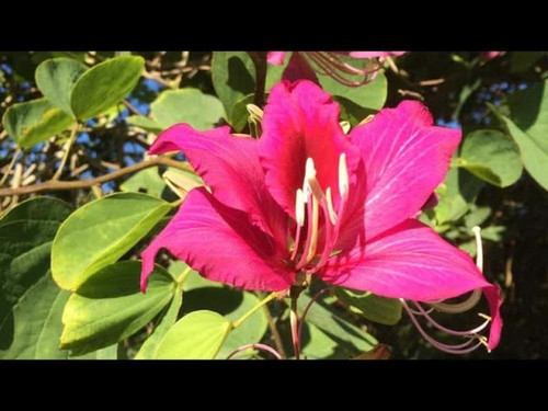 online plant bazar red kanchan f.jpg