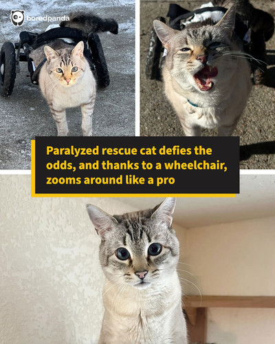 paralyzed cat zooms in wheelchair.jpg