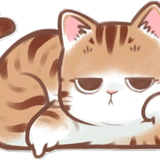 Gato 6