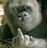 58B0B465 0732 4631 AA62 526144F68603.gif