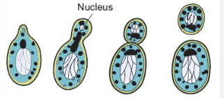 Cuplikan layar 2025 08 15 195858.png