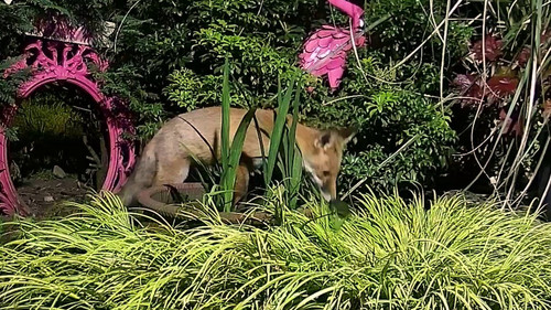 pw98BsVXnPT cVRR.jpg