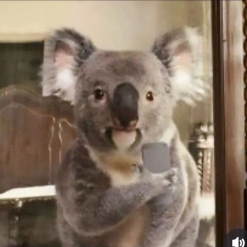 Badkoala 94.jpg
