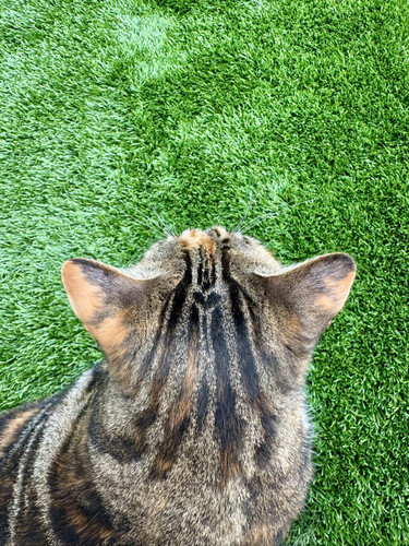 530457824 24795439700074765 7327383470362754237 n.jpg