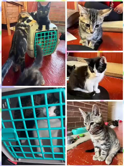 Qg yZ4wt3lzl42Xj.jpg