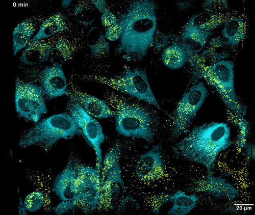 FPbJFAG0 Ttleaf .jpg