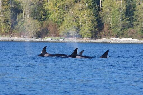 Whale Watching Tours Vancouver Island.jpg