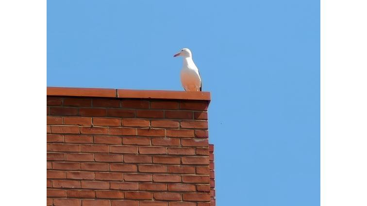 <em>And here’s the bird on that building, at the max 1600mm zoom, which shows the lens’ limits.</em>” title=”None” onclick=”openModal(this)”></div><div class=
