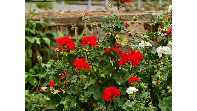 <em>At 200mm, shots are vivid, detailed, and have a great natural bokeh effect.</em>” title=”None” onclick=”openModal(this)”></div></p></div><div id=