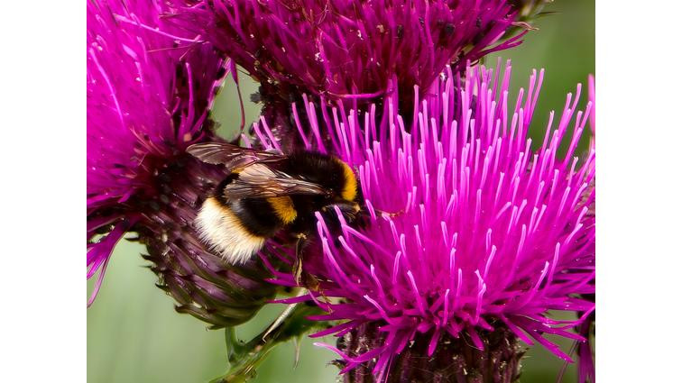 <em>And at 1600mm it’s more pronounced, with clear signs of excessive sharpening, but it still feels extraordinary to get this shot from a phone.</em>” title=”None” onclick=”openModal(this)”></div><div class=