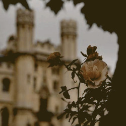 tumblr 3895f3e5f68ebc3b9a879e8e1b70cdde 46e052df 250.jpg