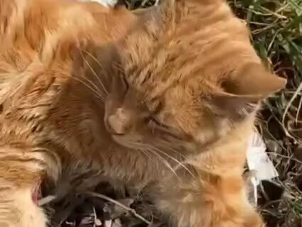 e7sGhDurSuC SM L.jpg