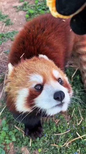 O94Mi OTgluvbibs.jpg