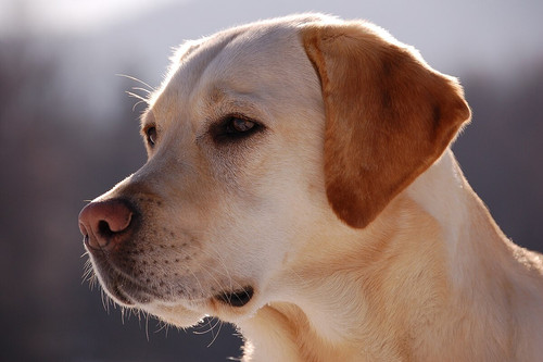 1200px Labrador Retriever portrait.jpg