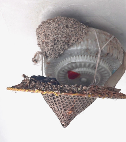 Screenshot 20250610 125818 edit 428530367032527.jpg