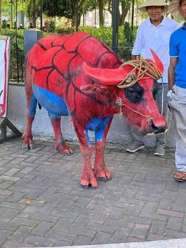 image.jpg