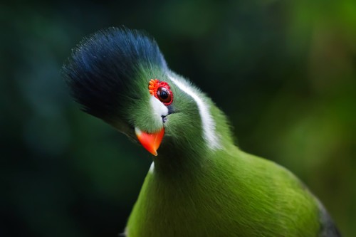 bird 7576994 (1) optimized.jpg
