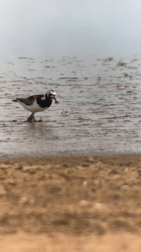 NzeXtszPaL8fS jC.jpg