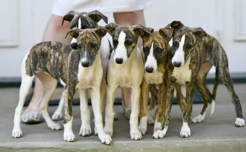 whippetpups.png