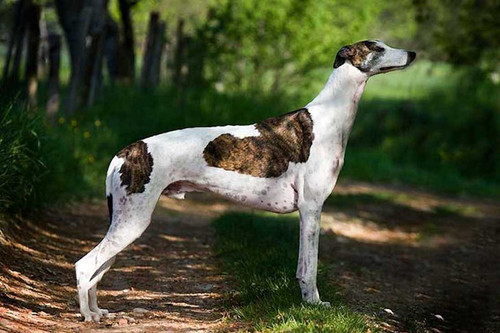 Greyhound3.jpg