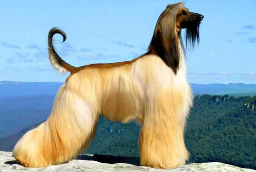 Afghan Hound1.jpg