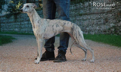 rosegreyhound.jpg