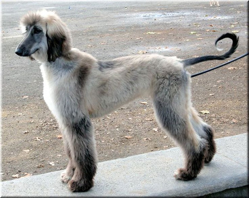 Afghan Houndpup.jpg