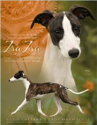 whippet2.jpg