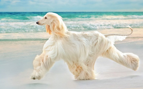 Afghan Houndmove.jpg