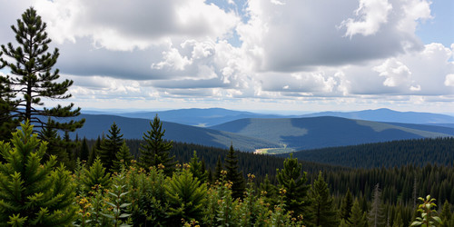 a forest.jpg