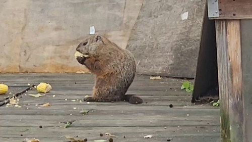 kZ dHK2j5c4SCkjc.jpg