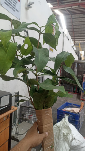 WhatsApp Image 2025 06 09 at 11.23.37.jpg