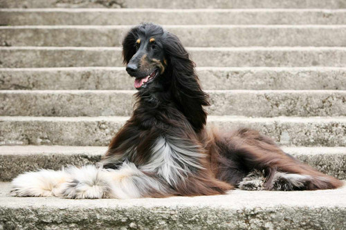 tri color aghan hound 1.jpg