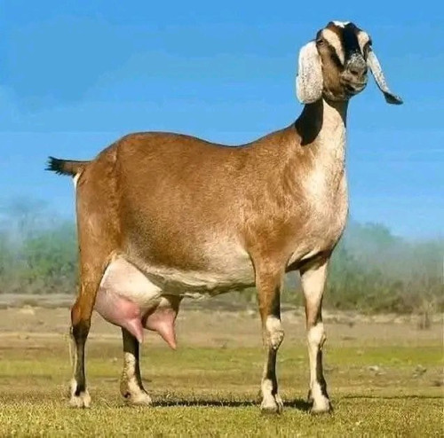 Gs ax78XEAADcHP.jpg
