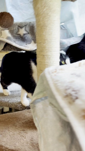 WAa1In kqUU qvbf.jpg