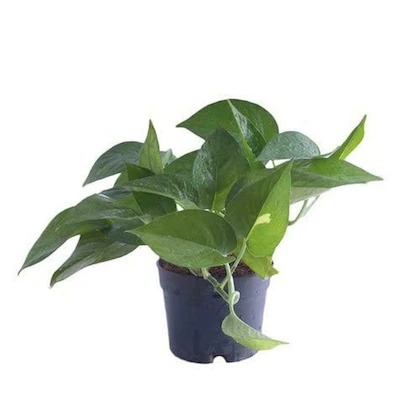 paryavaraan money plant green po (1).jpg