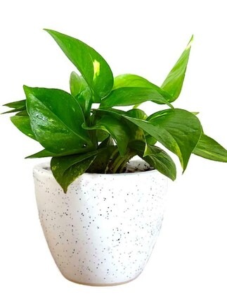 paryavaraan money plant green po (2).jpg